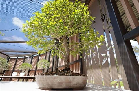 Intermediate Bonsai Workshop